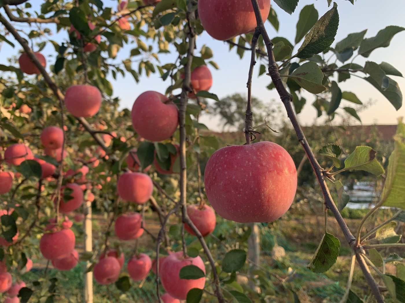 Yantai Fuji apples growing in our orchard